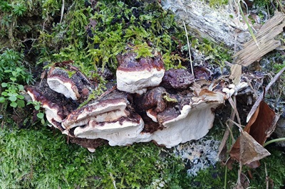 Heterobasidion annosum
