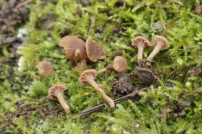 Hodophilus decurrentior