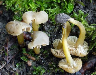 Hodophilus micaceus