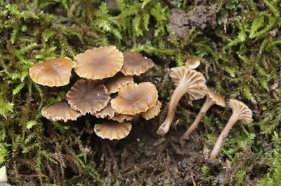 Hodophilus stramineus