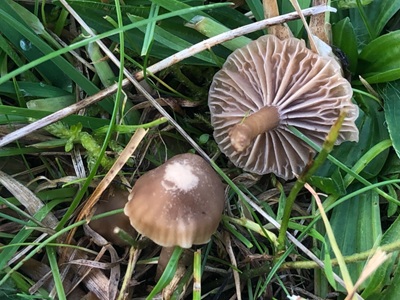 Hodophilus subfoetens