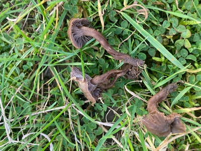 Hodophilus tenuicystidiatus