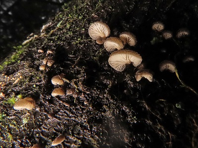 Hohenbuehelia grisea