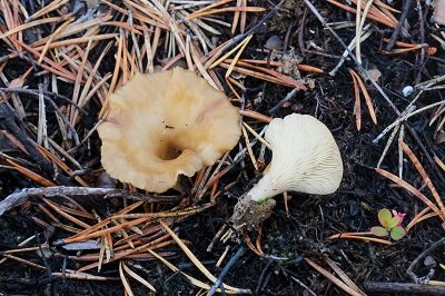 Hohenbuehelia tremula