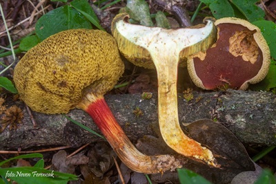Hortiboletus engelii