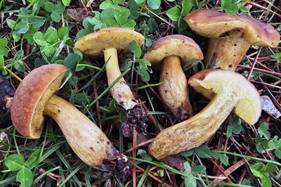 hortiboletus-engelii1