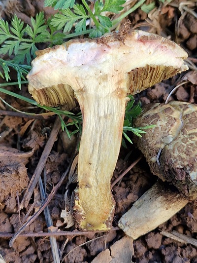 hortiboletus-engelii2