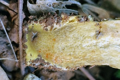hortiboletus-engelii3
