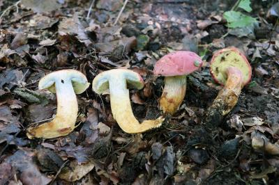 Hortiboletus rubellus