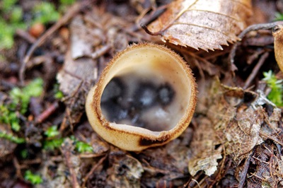 Humaria hemisphaerica