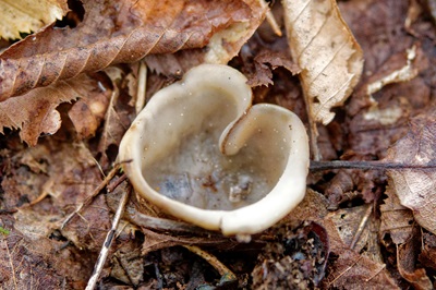 humaria-hemisphaerica1