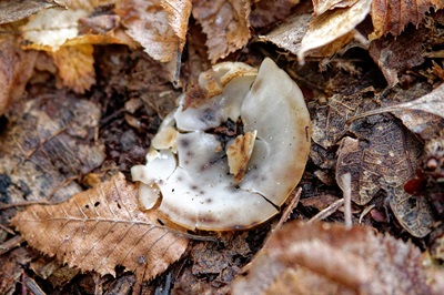 humaria-hemisphaerica2
