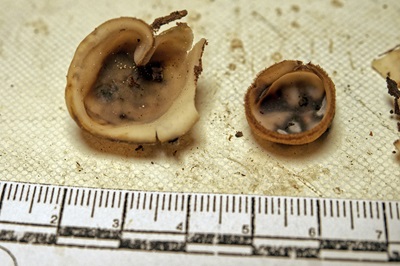 humaria-hemisphaerica3