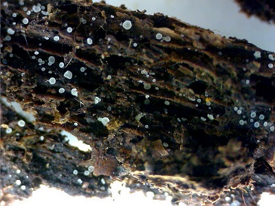 Hyaloscypha hyalina