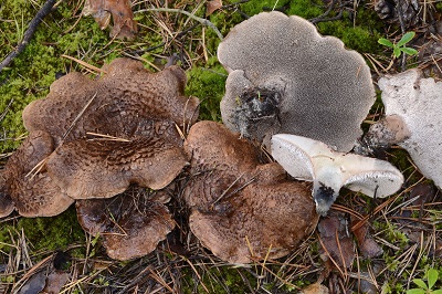 Hydnellum illudens