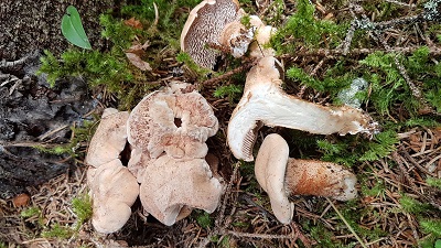 Hydnellum versipelle