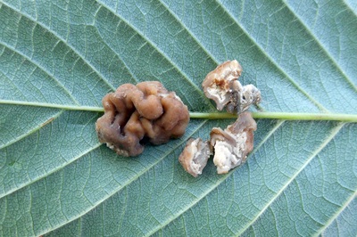 Hydnocystis bombycina