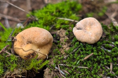Hydnocystis piligera