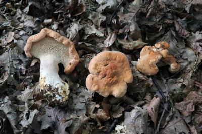 Hydnum repandum