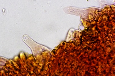 hydropodia-subalpina10