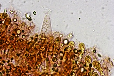 hydropodia-subalpina11