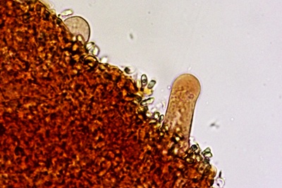 hydropodia-subalpina12