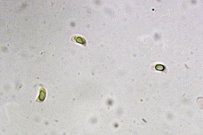 hydropodia-subalpina7
