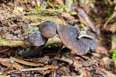 Hydropus atramentosus