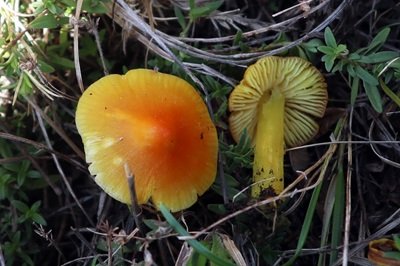 Hygrocybe acutoconica