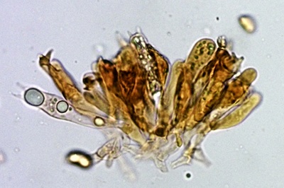 hygrocybe-acutoconica12