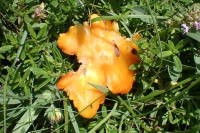 hygrocybe-acutoconica3