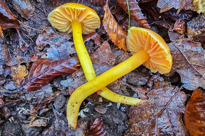 Hygrocybe ceracea