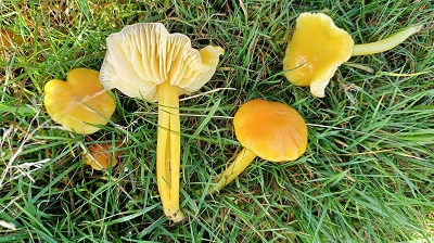 Hygrocybe chlorophana