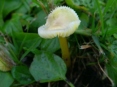 Hygrocybe citrina