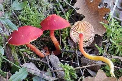 Hygrocybe coccinea