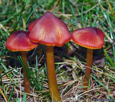 hygrocybe-conica1