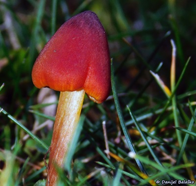 hygrocybe-conica2