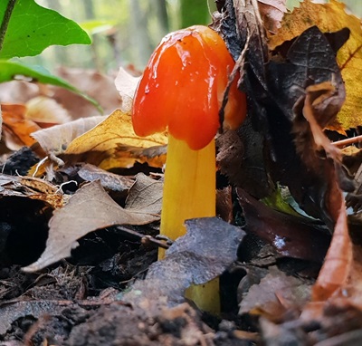 hygrocybe-conica3