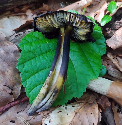 hygrocybe-conica4
