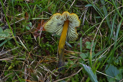hygrocybe-conica7