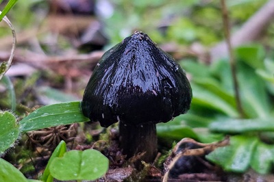 hygrocybe-conica8