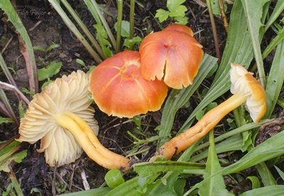 Hygrocybe fulgens