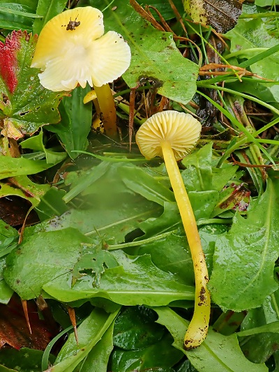 Hygrocybe glutinipes