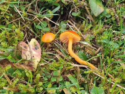 Hygrocybe insipida