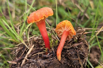 Hygrocybe lepida