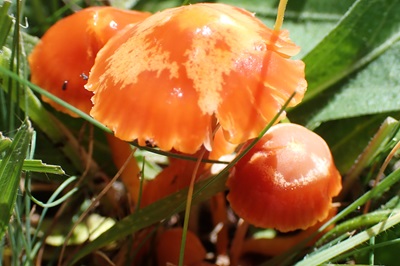 Hygrocybe miniata