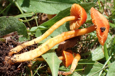 hygrocybe-miniata1