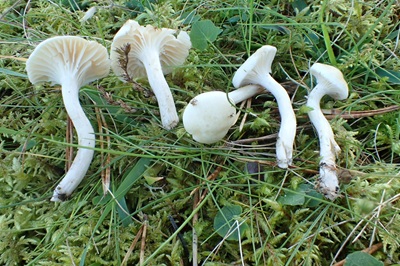 Hygrocybe monteverdae