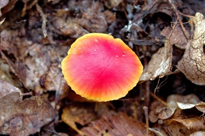 hygrocybe-mucronella1