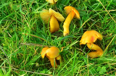 Hygrocybe obrussea